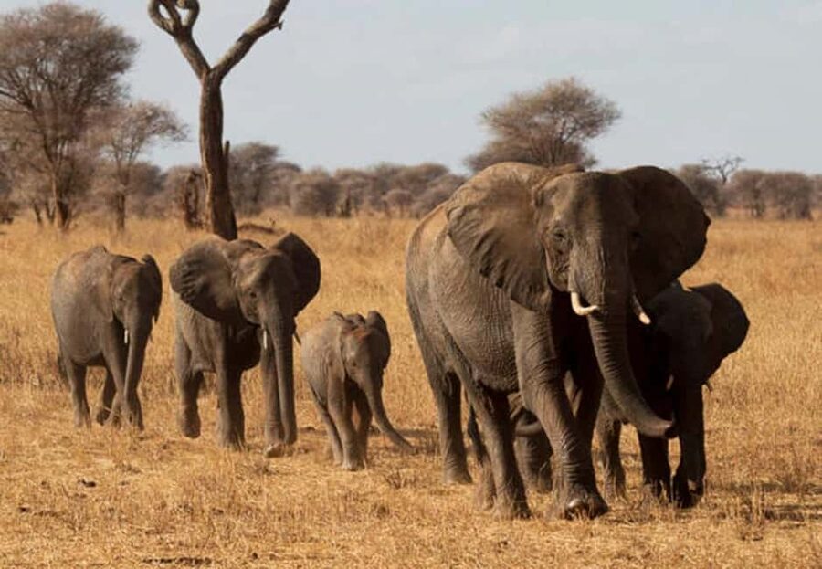 1-Day Ngorongoro Crater Special Big 5- Joining Group Safari - Why Ngorongoro works as a one-day safari