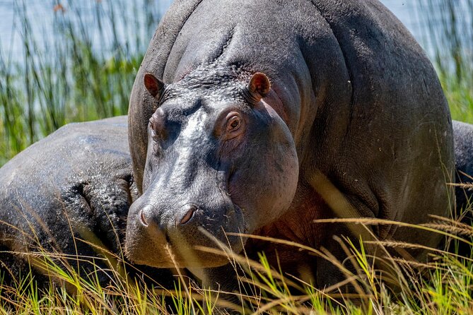 1 Day Safari to Akagera national park-Big5 Safari - Key things to know before booking