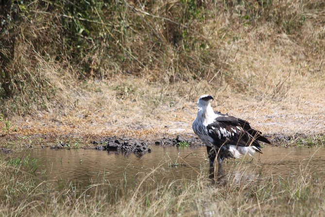 1 Day Safari to Akagera national park-Big5 Safari - Why this Akagera day safari is worth considering