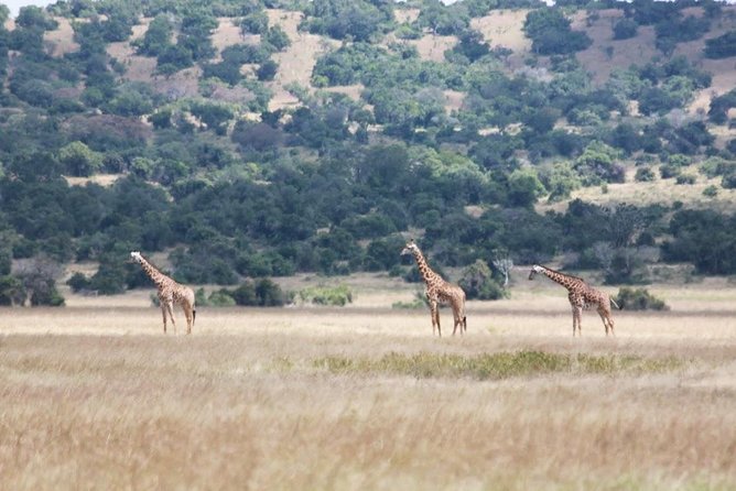 1 Day Safari to Akagera national park-Big5 Safari - The guides are a major part of the experience