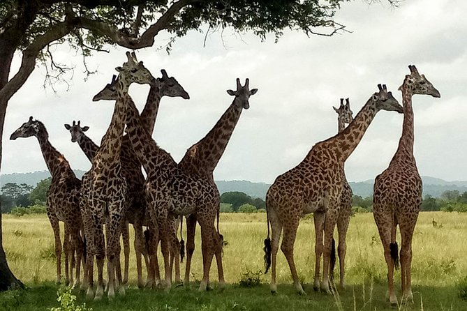 1 Day Safari to Mikumi National Park - Lunch and an afternoon back on safari
