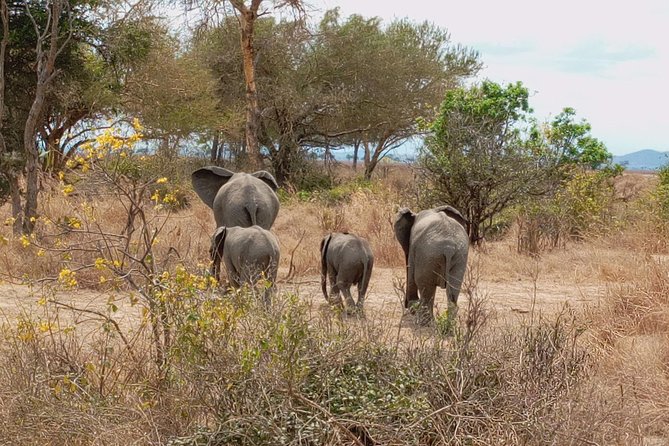 1 Day Safari to Mikumi National Park - Returning to Dar es Salaam after 3:00 p.m.