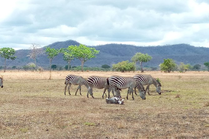 1 Day Safari to Mikumi National Park - Leaving Dar es Salaam at 4:00 a.m.