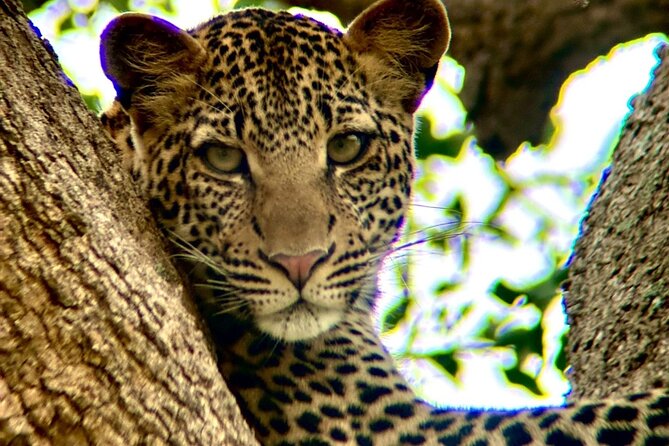 1. Day safaris to Mikumi by Train from dar es salaam - Picnic lunch and an afternoon inside the park