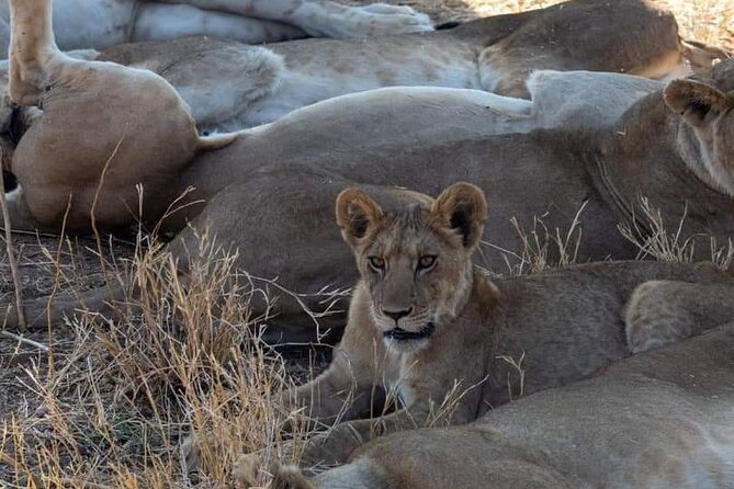 1. Day safaris to Mikumi by Train from dar es salaam - The evening game drive and return to Morogoro