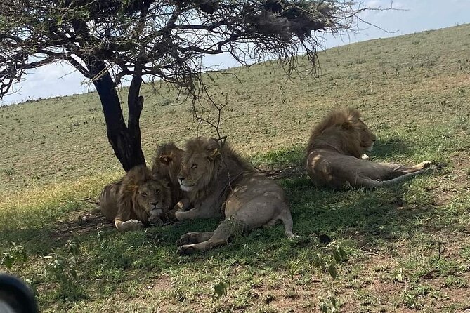 1. Day safaris to Mikumi by Train from dar es salaam - Leaving Dar es Salaam on the SGR
