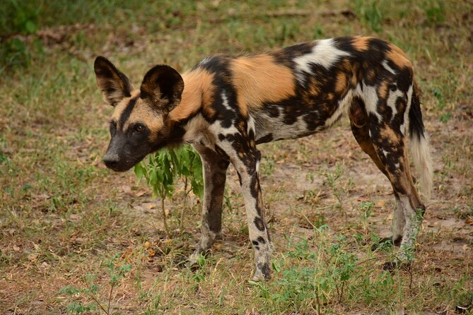 1-Day Selous (Nyerere National Park) Fly-In Safari from Zanzibar - The Rufiji River adds a different rhythm