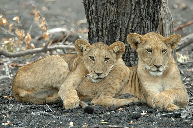 1-Day Selous (Nyerere National Park) Fly-In Safari from Zanzibar - A bush picnic without fences or restaurant walls
