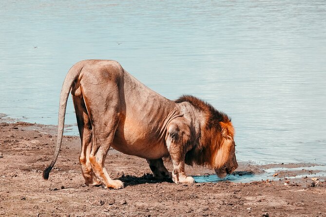 1-Day Selous (Nyerere National Park) Fly-In Safari from Zanzibar - Is $550 good value?