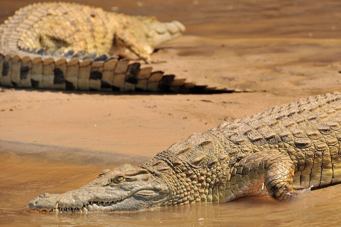 1-Day Selous (Nyerere National Park) Fly-In Safari from Zanzibar - Guide quality can make or break the day