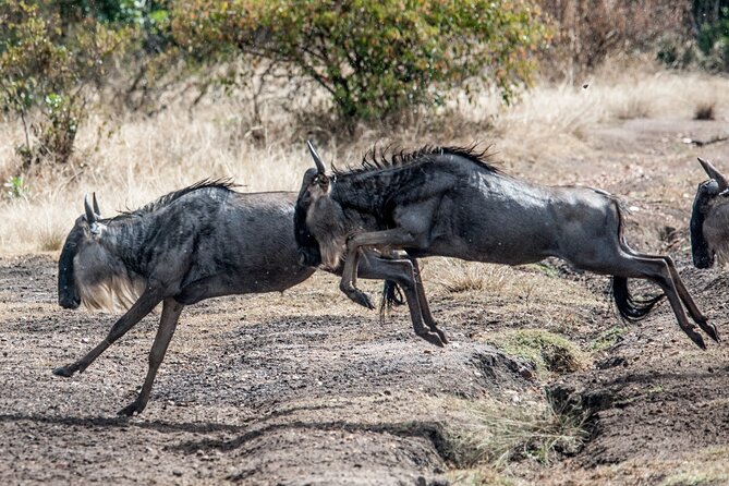 10-Day Serengeti Wildebeest Migration Safari from Arusha - Days 5 to 7: Central Serengeti and Seronera
