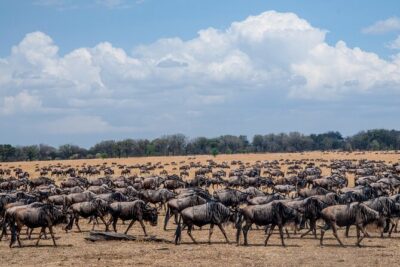 10-Day Serengeti Wildebeest Migration Safari from Arusha