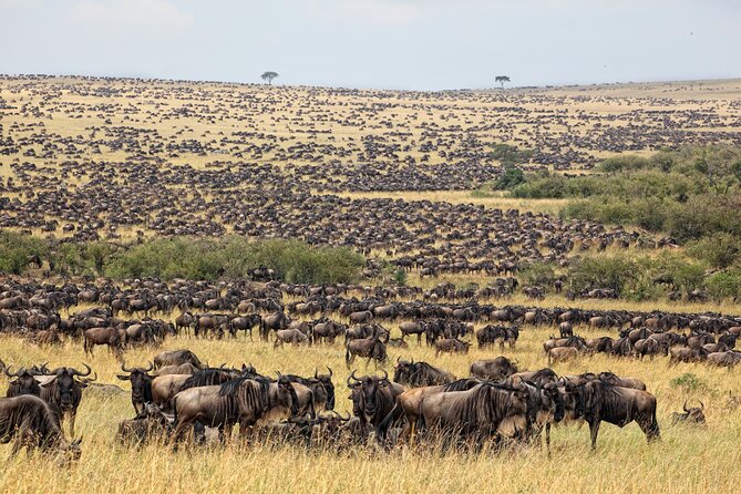10-Day Serengeti Wildebeest Migration Safari from Arusha - Day 8: A concentrated wildlife day in Ngorongoro Crater