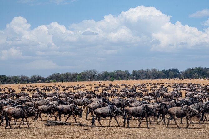 10-Day Serengeti Wildebeest Migration Safari from Arusha - Days 2 to 4: Northern Serengeti and the Kogatende crossings