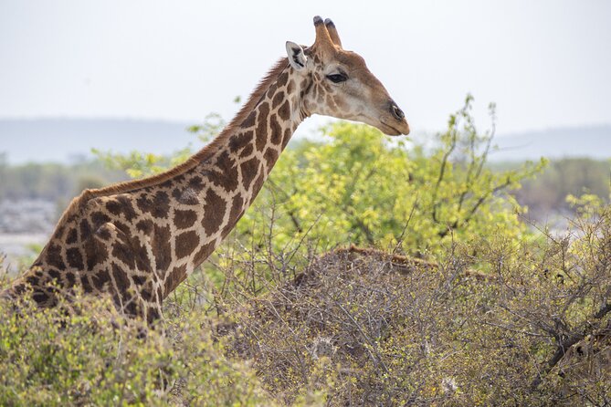 12 Day Classic Namibia Camping Safari - Days 2 and 3: Etosha by waterhole