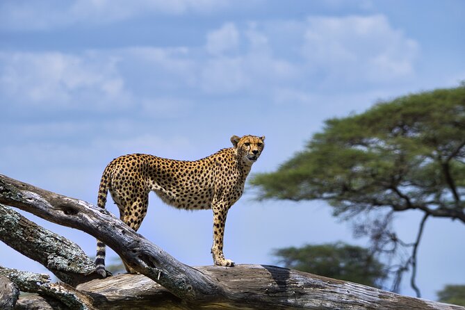 12 days Luxury Tanzania Honeymoon Safari and Zanzibar - Day 4: Through Ngorongoro country to the Serengeti