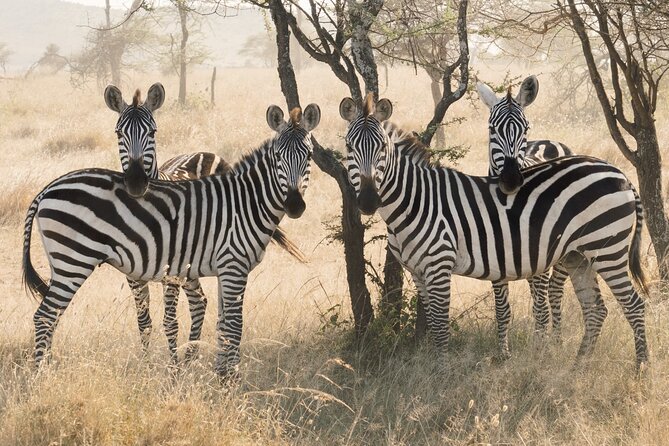 12 days Luxury Tanzania Honeymoon Safari and Zanzibar - Day 6: Ngorongoro Crater brings dense wildlife viewing