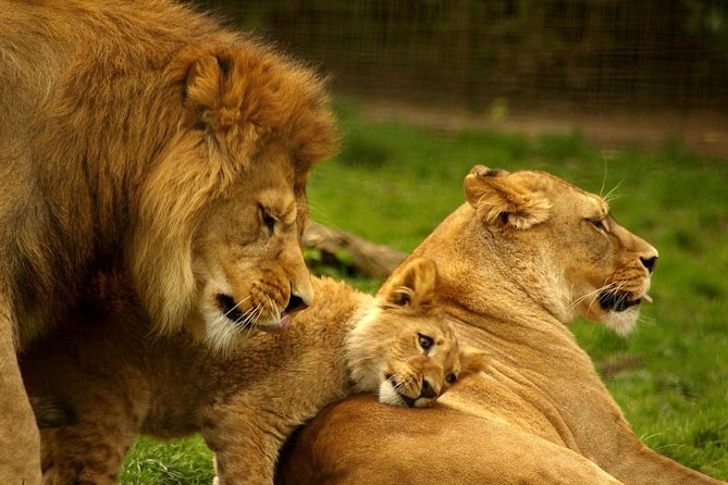 13 Day Safari - Cape Town to Johannesburg - Days 5 and 6: Port Alfred, East London, and Mandela country