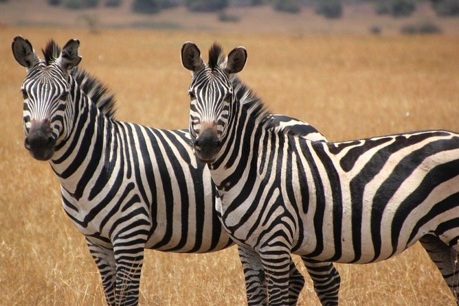 13 Day Safari - Cape Town to Johannesburg - Day 8: A Drakensberg hike, then Durban