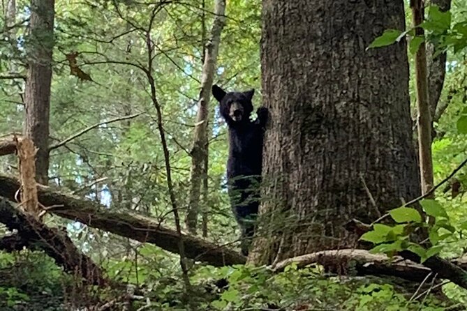 2.5-3 hour Smoky Mountain Cherokee Blue Ridge Parkway Safari tour - Why the open-air format works for families