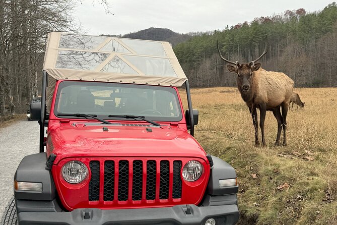 2.5-3 hour Smoky Mountain Cherokee Blue Ridge Parkway Safari tour - What $99.99 buys you