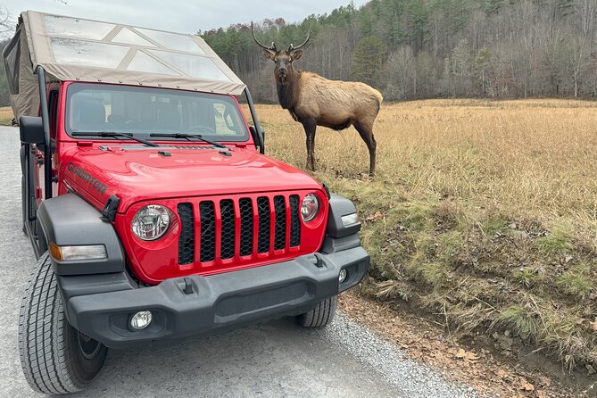 2.5-3 hour Smoky Mountain Cherokee Blue Ridge Parkway Safari tour - Booking, weather, and practical details
