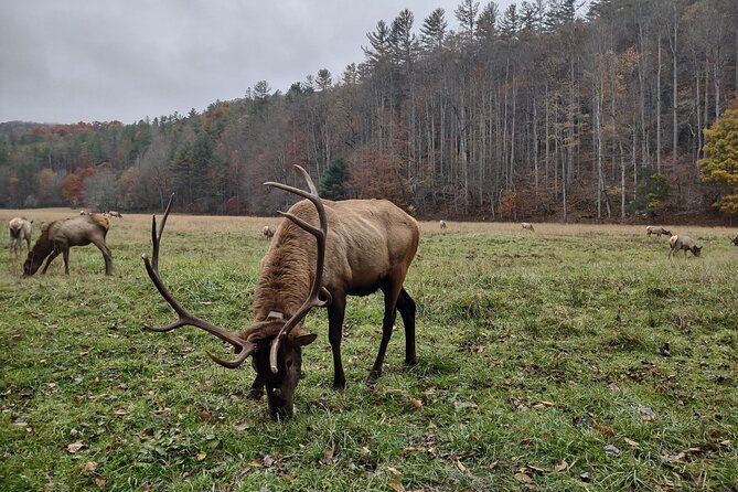 2.5-3 hour Smoky Mountain Cherokee Blue Ridge Parkway Safari tour - Cherokee stories and early Appalachian lore