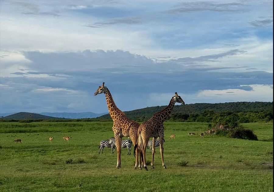2 Day Akagera Big 5 Game drive Safari & Highest Peak Camping - Afternoon wildlife search inside Akagera