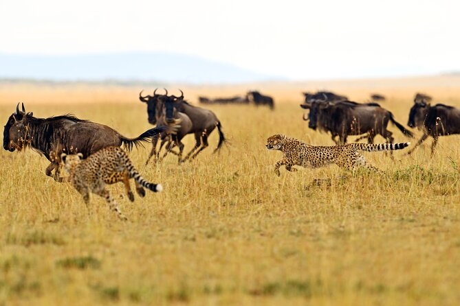 2 Day Budget Safari in Tarangire and Ngorongoro From Arusha - Why this two-day route works from Arusha