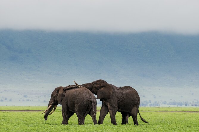 2 Day Budget Safari in Tarangire and Ngorongoro From Arusha - Birds, viewpoints, and the human story of Ngorongoro