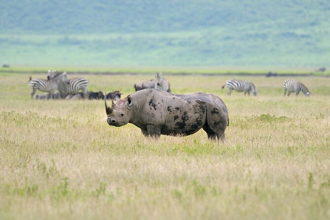 2 Day Budget Safari in Tarangire and Ngorongoro From Arusha - How the $500 price measures up