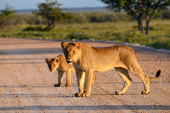 2 Day Budget Safari in Tarangire and Ngorongoro From Arusha - A full Tarangire game drive