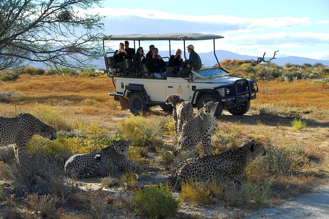 2 Day Inverdoorn Luxury Safari - Why this two-day Cape Town safari works