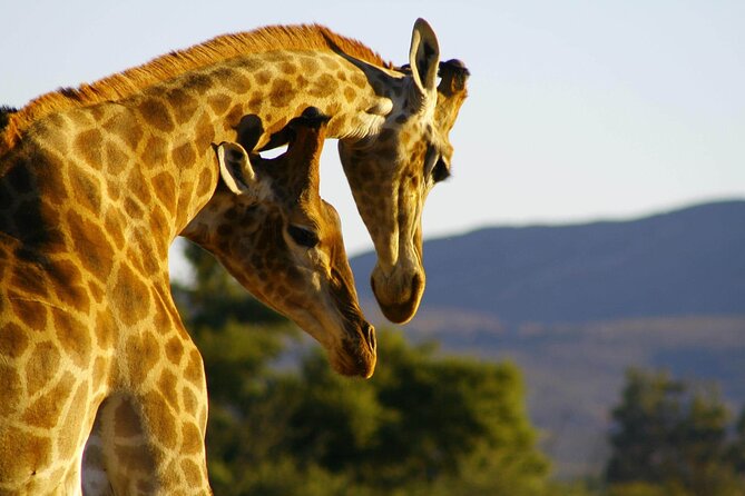 2 Day Inverdoorn Luxury Safari - What the $645.50 price includes