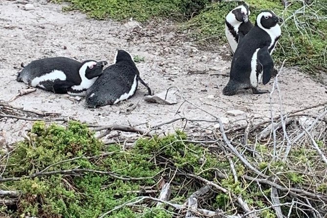 2 Day Safari Experience from Cape Town - A Long First Day With a Big Payoff