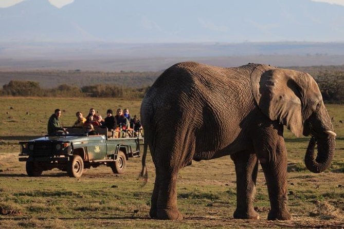 2 Day Safari Experience from Cape Town - The Sunset Drive: Your First Look at Big Five Country