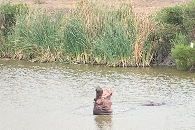 2 Day Safari Experience from Cape Town - The Guides Make or Break the Road Trip