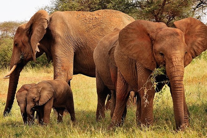 2-Day Safari in Taita Hills from Mombasa - Who will enjoy this two-day safari most
