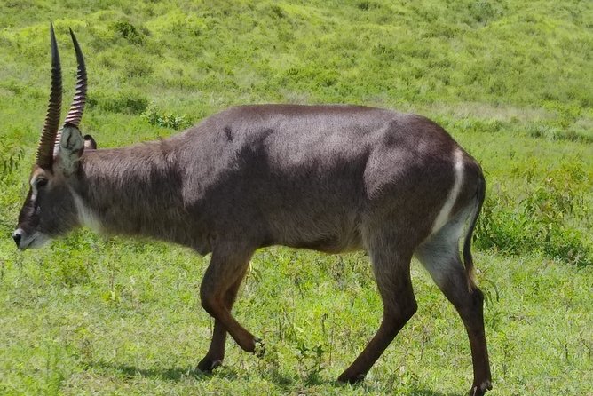 2 Day Safari Tarangire and Ngorongoro Crater - Why this two-day safari works from Arusha