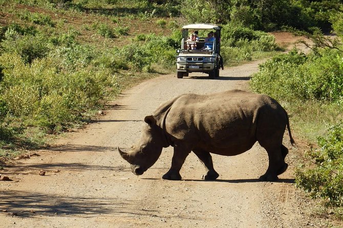 2 Day South African Wildlife Tour with 4x4 Safari from Cape Town - Botlierskop gives you the best classic safari chance