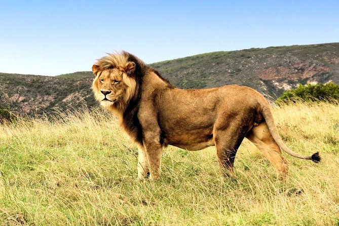 2 Day South African Wildlife Tour with 4x4 Safari from Cape Town - Who should book this trip?