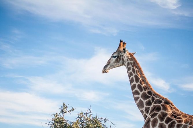 2 Day South African Wildlife Tour with 4x4 Safari from Cape Town - Buffelsdrift explains the smaller details of the bush