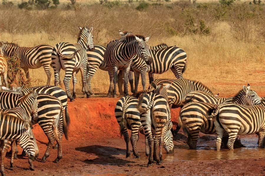 2-Day Tsavo East National Park Safari (with options) - Why Tsavo East works well for a two-day safari