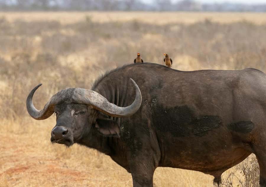 2-Day Tsavo East National Park Safari (with options) - Entering Tsavo East at Bachuma Gate