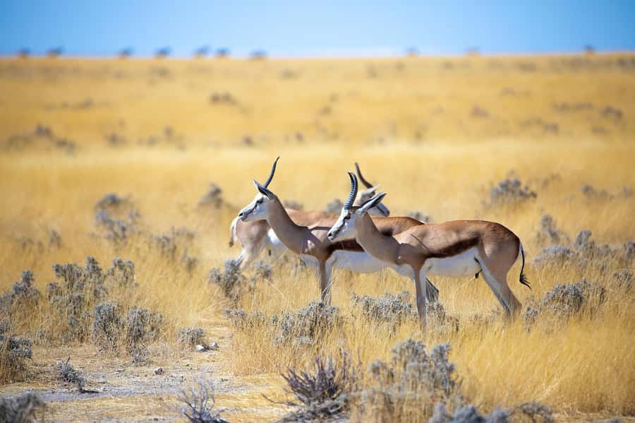 2-Day Tsavo East National Park Safari (with options) - Aruba Dam and the value of a waterhole stop
