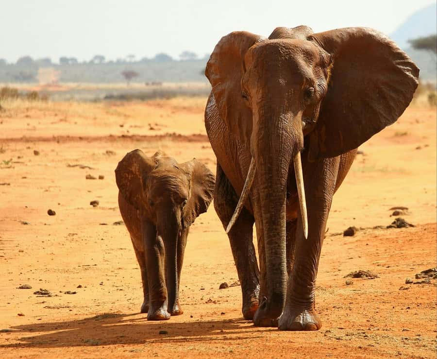 2-Day Tsavo East National Park Safari (with options) - The 4:00 PM game drive and sunset light