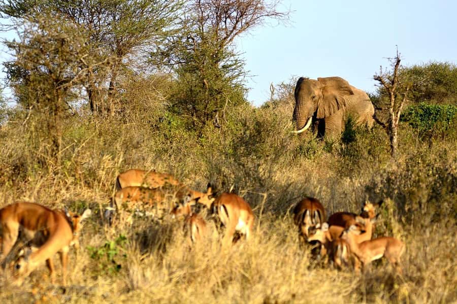 2-Day Tsavo East National Park Safari (with options) - Day 2 begins with an early wildlife window