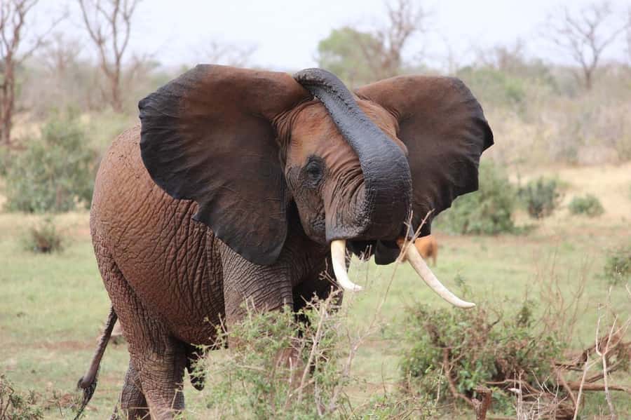 2-Day Tsavo East National Park Safari (with options) - How the price compares with what you receive