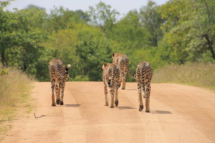 2-Day Tsavo East National Park Safari (with options) - The 6:00 AM drive from the coast