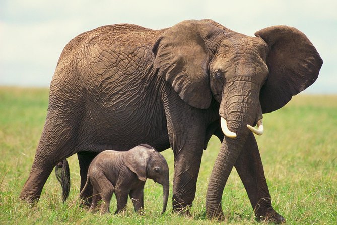 2 Day Wild Heart Western Cape Safari Tour with Private Transfers - Private transfers, shared safaris, and guide quality